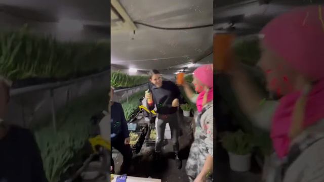 Тюльпаны под музыку смотреть онлайн
