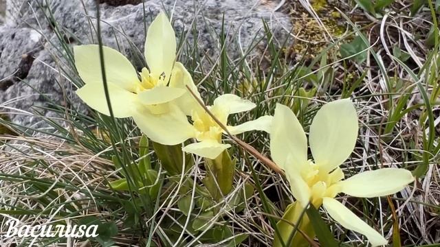 9 июня народный праздник Федорин день. Что нельзя делать. Народные традиции и приметы и суеверия. смотреть онлайн