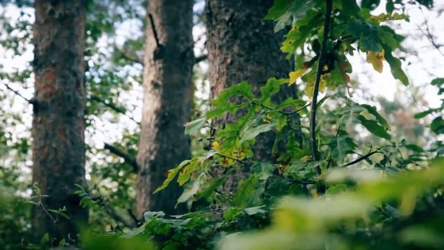 2016 09 04 недоКонево смотреть онлайн