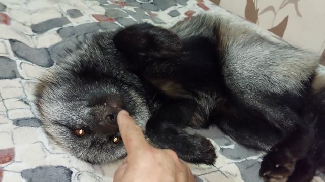 Добрая лисья морда смотреть онлайн
