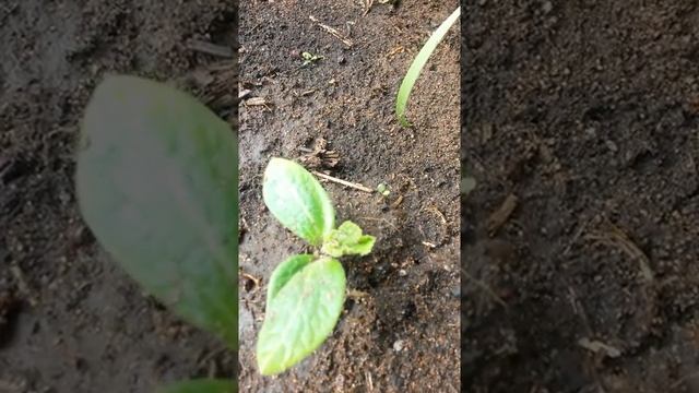 Четвёртый росток кабачка сорта Грибовский 37 Восемнадцатого Июня после дождя - у него третий листок смотреть онлайн