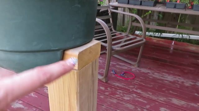 Garden Vlog Home Made Remedies For Roses смотреть онлайн