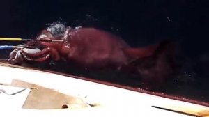 Гигантский кальмар - таинственный обитатель глубин! Интересные факты о колоссальном кальмаре..mp4