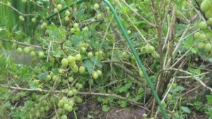 Обзор сортов крыжовника (2018 год)