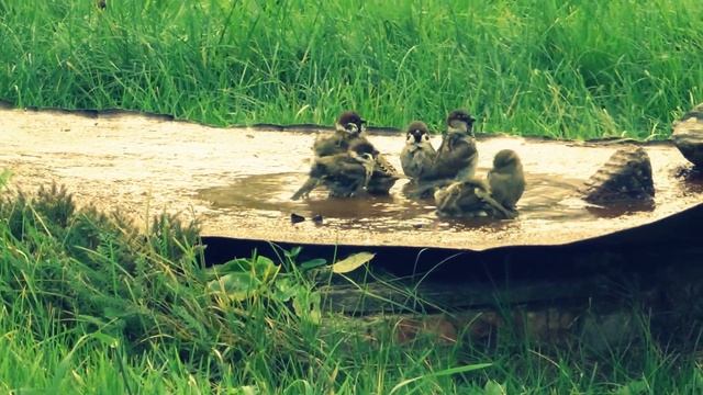 Весёлые воробьи купаются Funny sparrows bathe смотреть онлайн