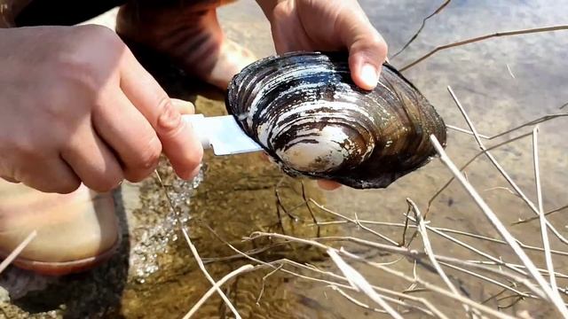 Rivers and seas are full of pearl shellfish, how do you find them? смотреть онлайн