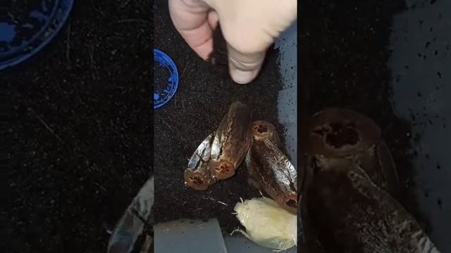 Таракан архимандрит сразу после линьки, и через несколько часов. смотреть онлайн