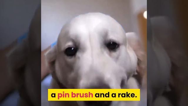 Golden Retriever Coat Stages | Do Golden Retriever Shed ?