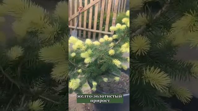 обзор Ель колючая Майголд поступление от 12.06.22 смотреть онлайн
