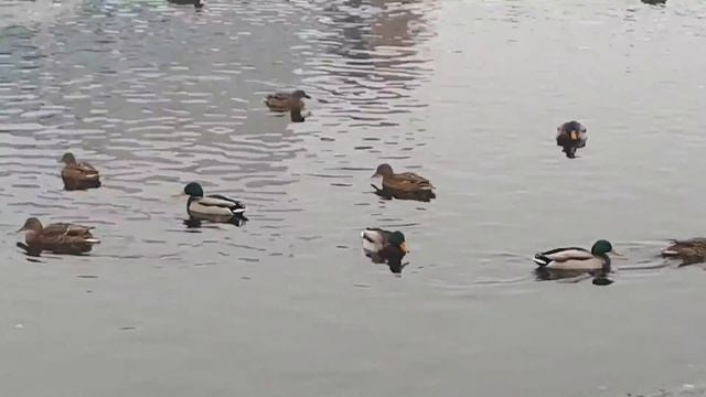 Утки не хотят улетать в теплые края смотреть онлайн