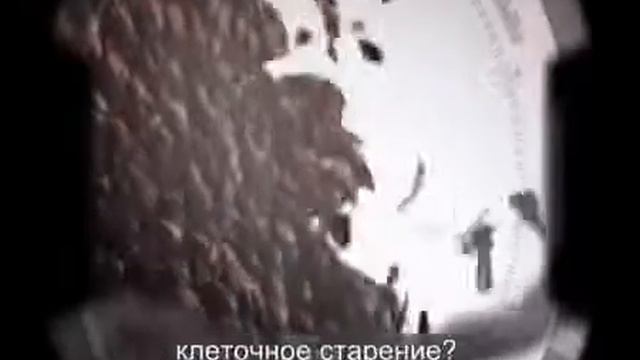 Причины старения и методика омолаживания смотреть онлайн