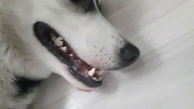 Дайте косточку, а лучше две🍖🍖( Гость и кость)Give Me A Bone, Preferably Two #huskyIdel