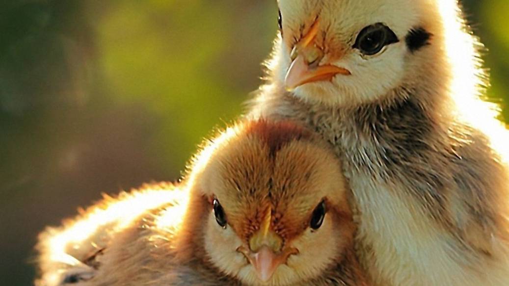 S.T.A.L.K.E.R. SoC Stream #1