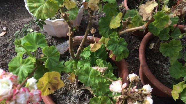 ОБЗОР ТЕПЛИЦЫ на 1 ОКТЯБРЯ смотреть онлайн