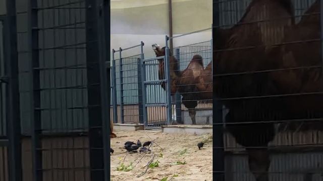 Есть верблюд двухгорбый или бактриан и одногорбый или арабан. Горб - это жировая подушка. смотреть онлайн