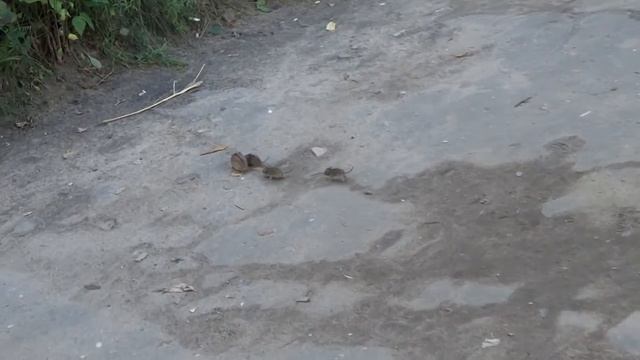 Мышиное семейство смотреть онлайн