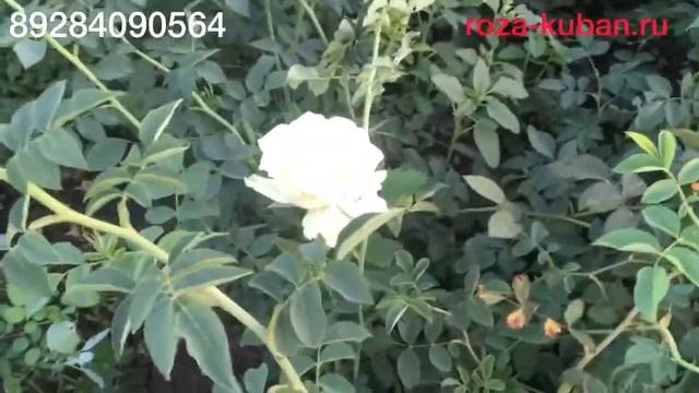 Почему роза превращается в шиповник. смотреть онлайн