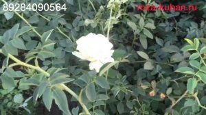 Почему  роза превращается в шиповник.