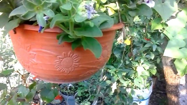 Cesta Colgante Con Planta De Petunia