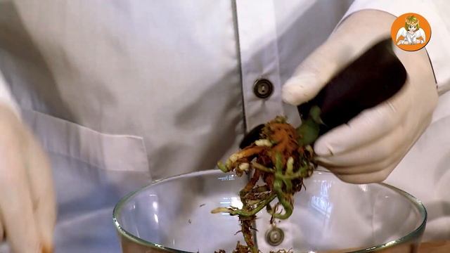 Фаленопсис Сокровище Будды (Phalaenopsis Buddha's Treasure) смотреть онлайн