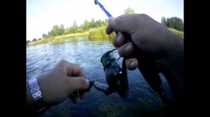 Река Логовежь и Тверца.Ловля белого хищника на спиннинг.