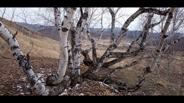 Цветногорк смотреть онлайн
