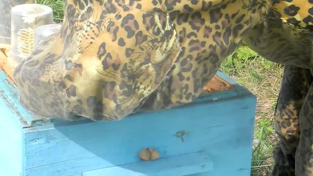 Мед в сотах смотреть онлайн