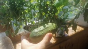 Первый огурец. Полив растений. Правильная подкормка растений на балконе.