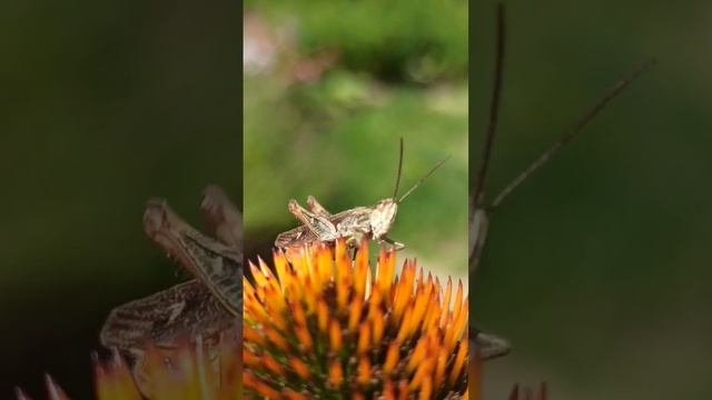 кузнечик стрекочет ) смотреть онлайн