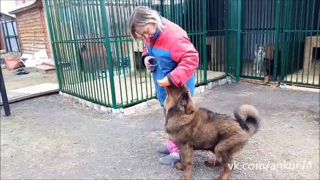 Тибетский мастиф щенок, "рядом" смотреть онлайн