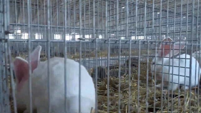 Кролики великаны, бараны, строкачи на выставке в Чехии/Продолжение смотреть онлайн