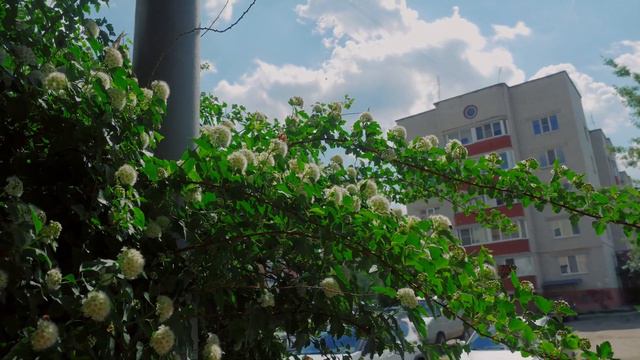 Бабочка путешественница.Vanessa cardui. смотреть онлайн