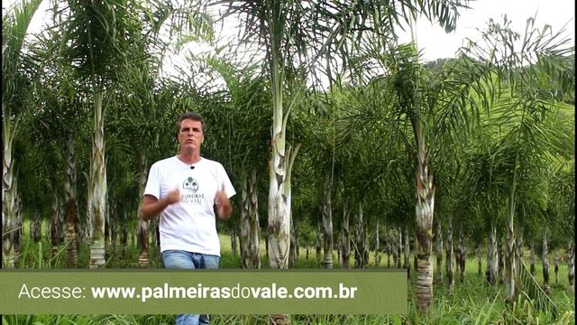 Areca De Locuba (Dypsis Madagascarienses) - Palmeiras Do Vale - Vendas