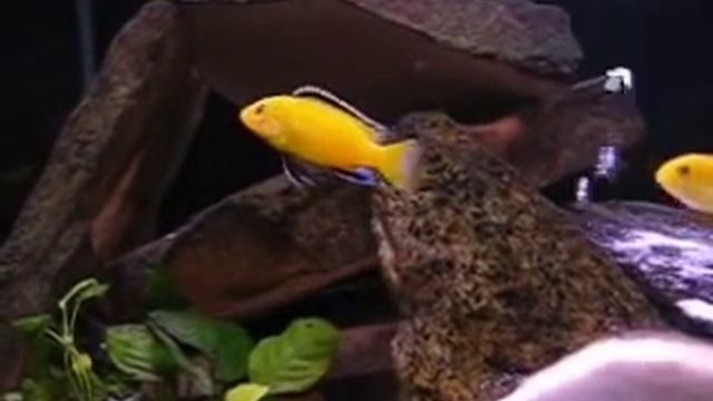 Akwarium Malawi 140l. (Labidochromis Caeruleus + Melanochromis Maingano) смотреть онлайн