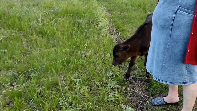 Приметы на 5мая..нам на прогулке встретился телёнок заблудиться наверное. смотреть онлайн
