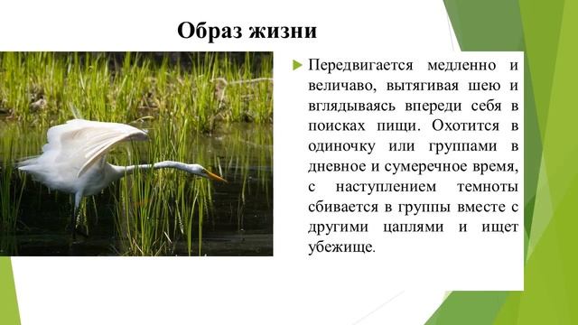 Озаричская СШ Большая белая цапля смотреть онлайн