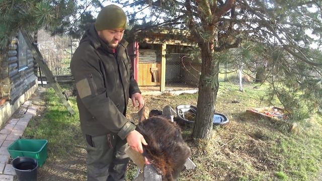 №71 Разделка бобра. Шаг за шагом.