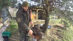 №71 Разделка бобра. Шаг за шагом.