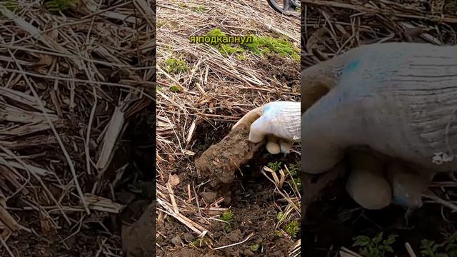 Первый сигнал! #металлоискатель #металлокоп #находка #копметаллолома смотреть онлайн