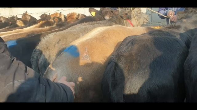 Yorqo‘rg‘on Optom Chorva Bozori Boqma Buqalar Narxlar Bilan Tanishing. 16 11 2023.