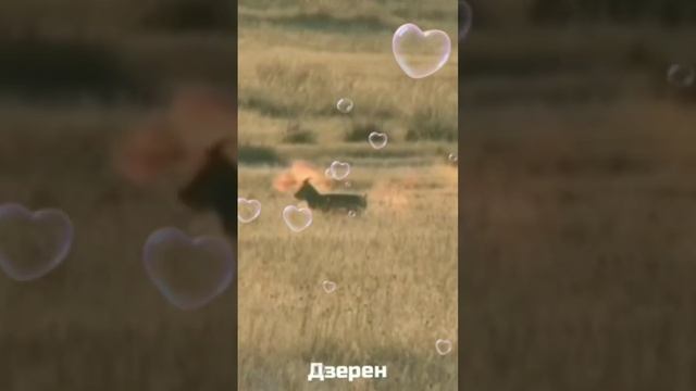 Редкие,вымирающие виды животных. #shorts смотреть онлайн