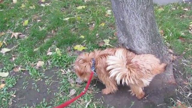 Обмен "любезностями" - две собаки встречаются на улице смотреть онлайн