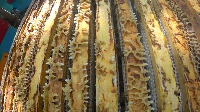 ЭКСТРЕННАЯ ПОСТАНОВКА КОРПУСОВ ДЛЯ МЁДА, ПЧЁЛЫ ЗАЛИЛИ ГНЁЗДА и закончились МАГАЗИННЫЕ НАДСТАВКИ 145 смотреть онлайн