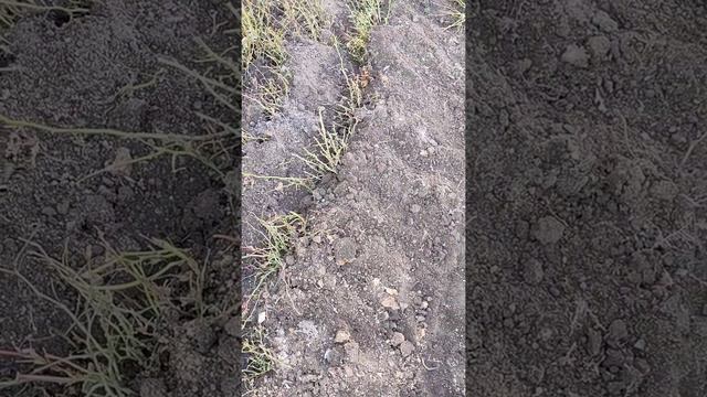 Отправляем розы в прикоп,до весны ,87772937056 Гаусария ! смотреть онлайн