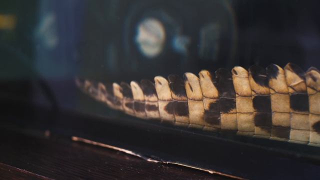 ЗАВЕЛ НИЛЬСКОГО КРОКОДИЛА В КВАРТИРЕ! ЧТО ЕСЛИ КРОКОДИЛ УВИДИТ РОБОТА ANKI VECTOR? УТОПИЛ?