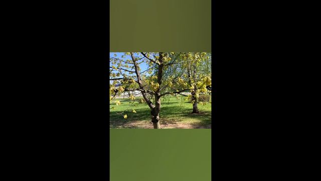 Лекарства, которые не купить в аптеке..🥰🙏❤️🌳🌈🌏🍀 смотреть онлайн