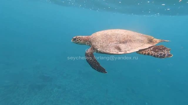 Сейшелы. Seychelles. 塞舌尔。 50