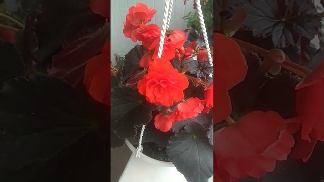 Бегонiя ,, Соленiя ,, смотреть онлайн