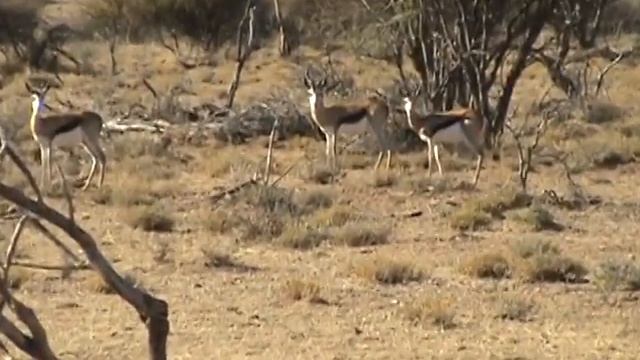 springbok смотреть онлайн
