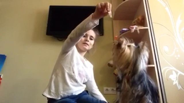 Как научить собаку. Как научить собаку прыгать смотреть онлайн